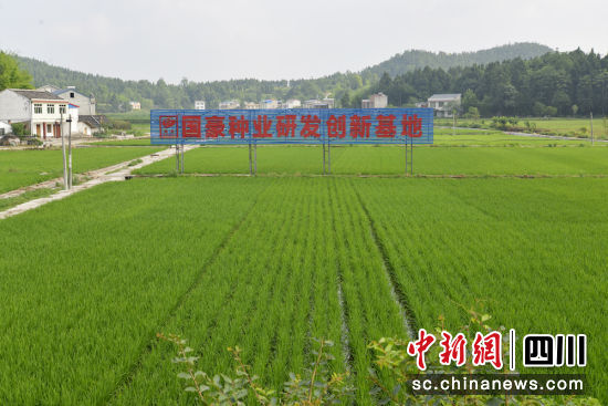 全國首個鄉(xiāng)村振興金融創(chuàng)新示范區(qū)建設(shè)正加快推進(jìn)。四川農(nóng)行 供圖