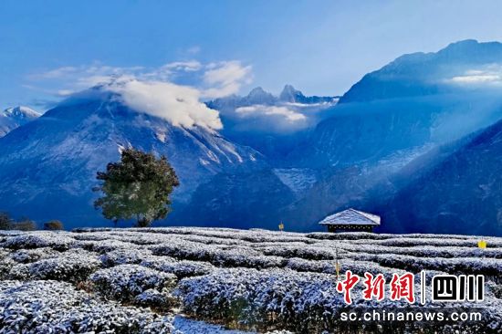 九龍縣魁多鎮(zhèn)白雪覆蓋的茶園(資料圖)高秀清攝