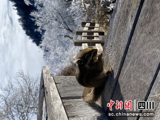 　　西嶺雪山迎來(lái)今秋第一場(chǎng)雪。黃進(jìn)喜攝