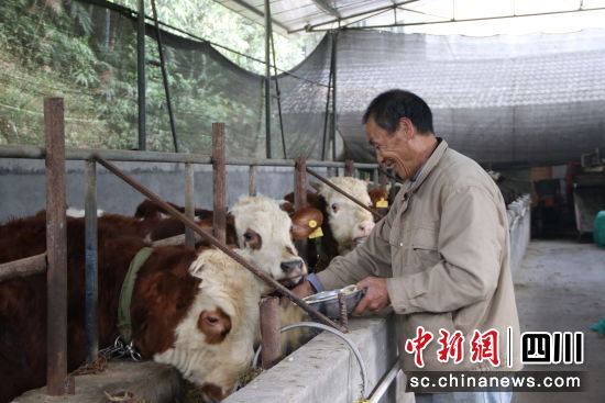 村民喂養(yǎng)飼料。陳雨 攝