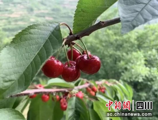 봨봨hί D