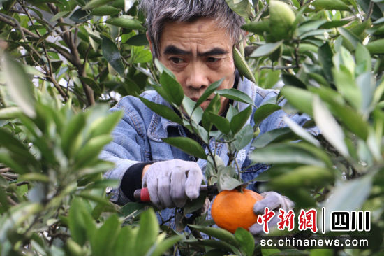 農(nóng)戶正在采摘。蔣雪梅 攝