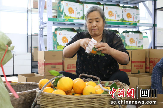 村民正在包裝新鮮柑橘。蔣雪梅 攝