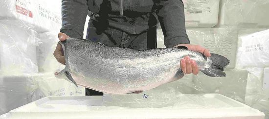 冰鮮銀鮭魚貨運(yùn)航班將常態(tài)化 冰鮮銀鮭魚貨運(yùn)航班將常態(tài)化