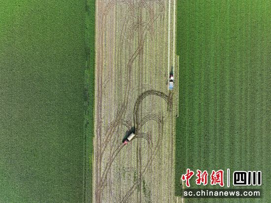 村民在采收蘿卜。劉永紅 攝
