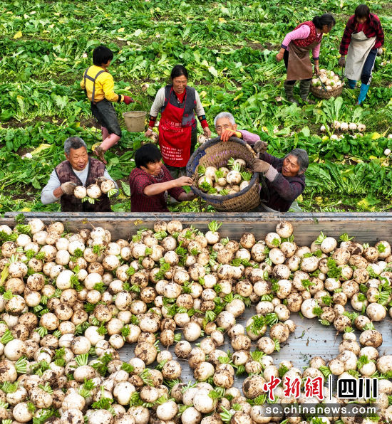 村民在采收白蘿卜。劉永紅攝