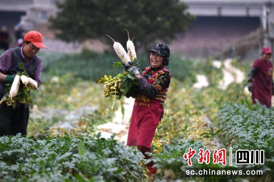 村民在采收白蘿卜。劉永紅攝