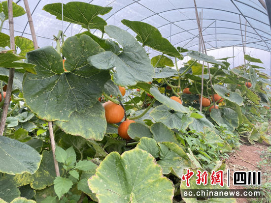 小金瓜豐收。宋林 攝