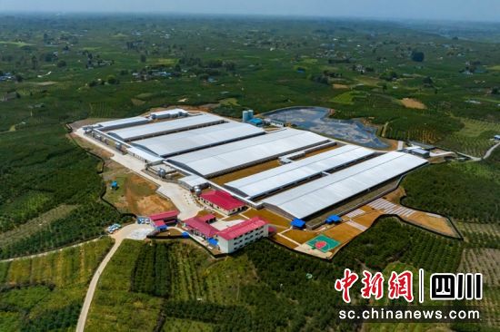 航拍蒲江生豬良繁保供基地(種豬場)。益民集團供圖