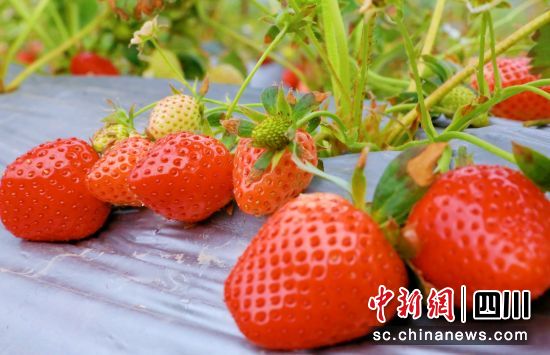 草莓成熟。