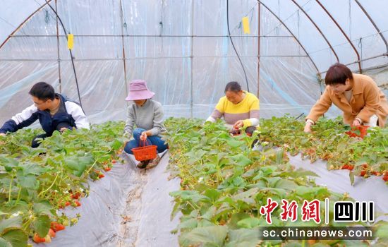  現(xiàn)場采摘。