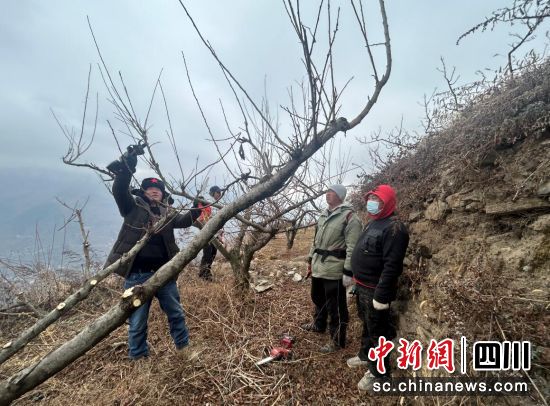 農(nóng)技人員手把手指導(dǎo)村民修剪果樹。汶川縣宣傳部供圖