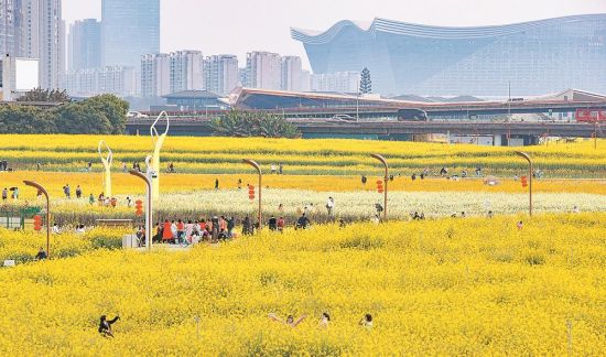 ▲一片片盛開的油菜花吸引市民游客拍照留影 攝影 李冬 ▲一片片盛開的油菜花吸引市民游客拍照留影 攝影 李冬