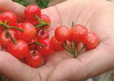 攀枝花仁和區(qū)早熟櫻桃已上市 攀枝花仁和區(qū)早熟櫻桃已上市