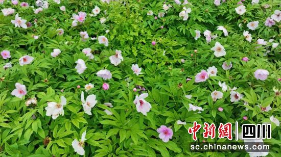 芍藥花迎來盛花期。 北川縣委宣傳部供圖