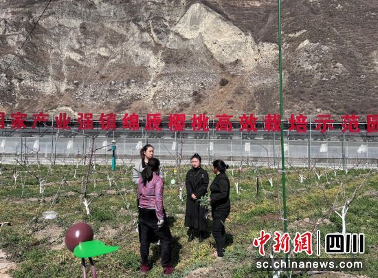  　　甜櫻桃高效栽培示范園。汶川縣委宣傳部供圖