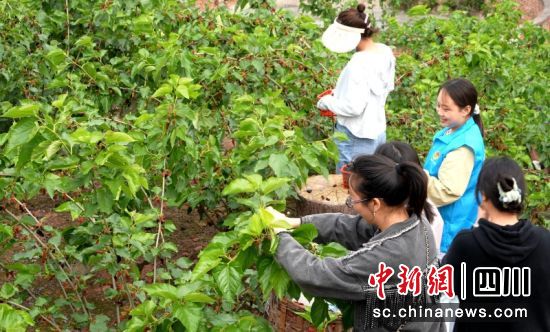 游客采摘果桑。羅景萍 攝
