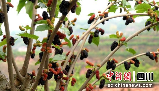 成串優(yōu)質(zhì)桑果掛滿枝頭。羅景萍 攝