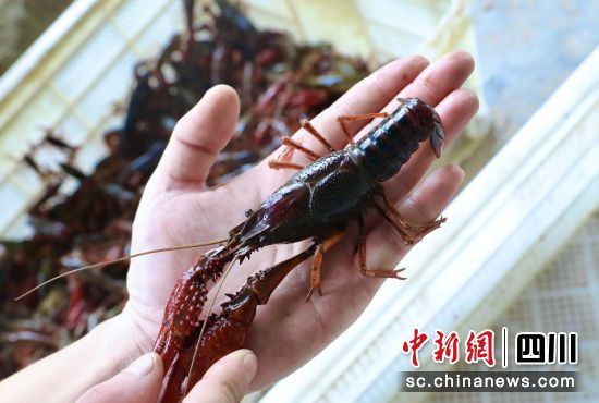 小龍蝦成熟。貢井融媒 供圖