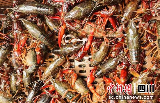 小龍蝦成熟。貢井融媒 供圖