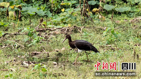 國家一級重點保護(hù)野生動物黑鸛。瓦屋山投資有限公司供圖