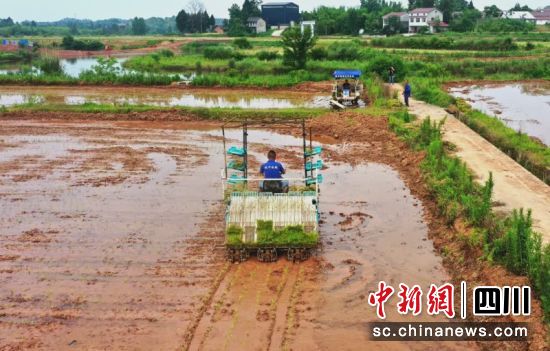 馳騁稻田。孫小紅 攝