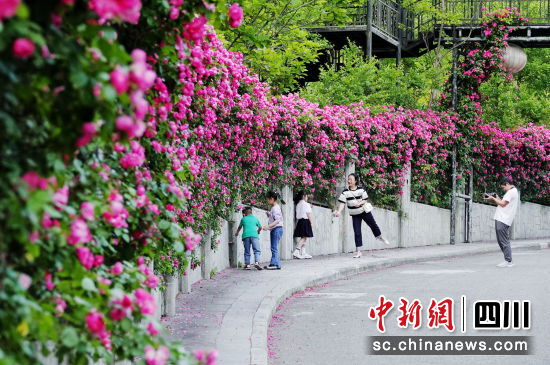　　市民在薔薇花墻拍照打卡。平武縣委宣傳部供圖