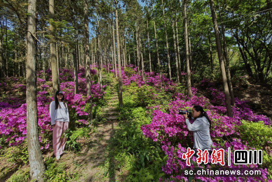 　　天曌山杜鵑花盛開，成為攝影師創(chuàng)作佳地。苗志勇 攝