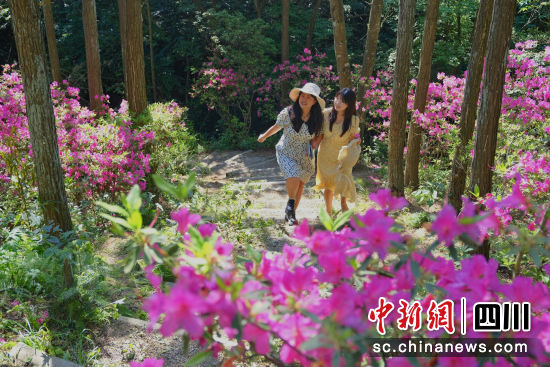　　兩名游客開心地走進天曌山杜鵑花海中。李霞 攝
