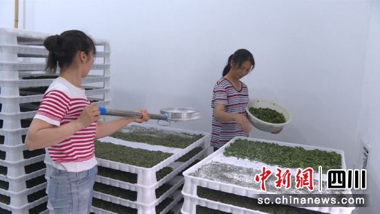  在數(shù)字化小蠶共育中心，工人們正在蠶臺(tái)間進(jìn)行桑葉喂食。廖珈 攝