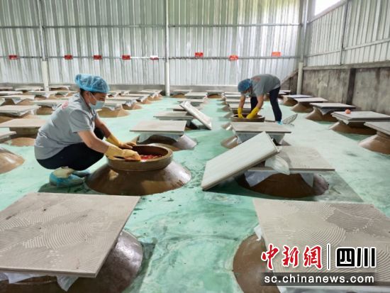 音鎮(zhèn)互利社區(qū)村泡菜廠工人檢查泡菜。陳小雄 攝