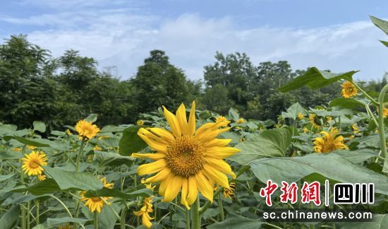 տʢ_؞ý D