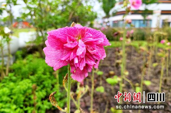 ڴ(chung)@У20NƷNչ鴨nչʾGΗz