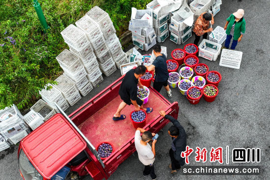 大石社區(qū)600余畝李子迎來(lái)豐收季，村民們忙碌地搬運(yùn)裝筐。中共平昌縣委宣傳部 供圖