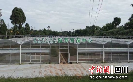 育苗中心。貢井融媒 供圖 育苗中心。貢井融媒 供圖