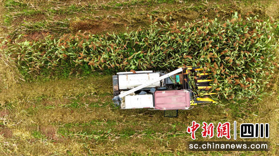 高粱豐收。方旭 攝
