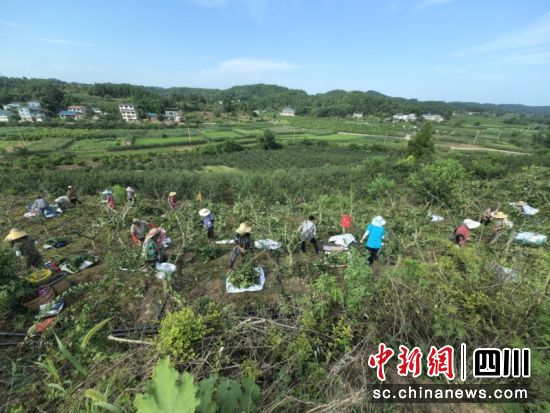 正在采摘花椒。閆凱 攝