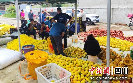黃桃豐收。羅華 供圖