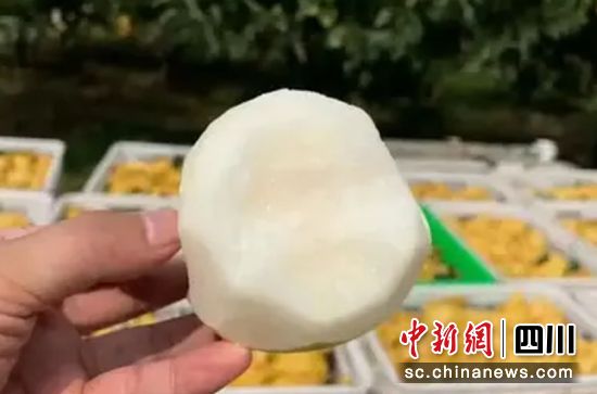 ѩ桱 D