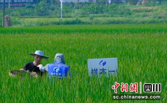 　　實收測產(chǎn)現(xiàn)場。富順融媒 供圖