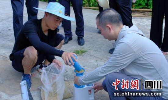　　實收測產(chǎn)現(xiàn)場。富順融媒 供圖