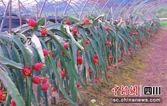 火龍果成熟。貢井融媒 供圖