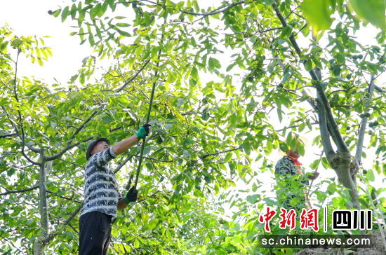 村民采收核桃。 平武縣委宣傳部供圖