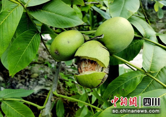核桃成熟掛滿枝。 平武縣委宣傳部供圖
