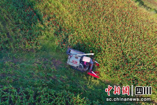 四川小磨井酒業(yè)有限公司有機(jī)高粱種植基地豐收現(xiàn)場(chǎng)。 衡歡 攝