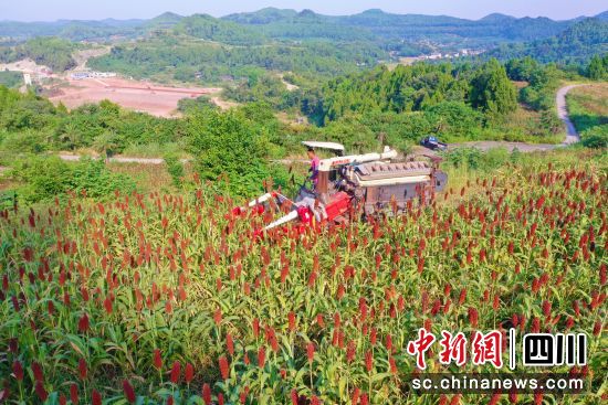 四川小磨井酒業(yè)有限公司有機(jī)高粱種植基地豐收現(xiàn)場(chǎng)。 衡歡 攝