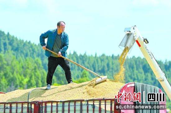 楊家鎮(zhèn)雙流村村民頂著烈日轉(zhuǎn)運(yùn)剛收獲的稻谷。劉永紅 攝