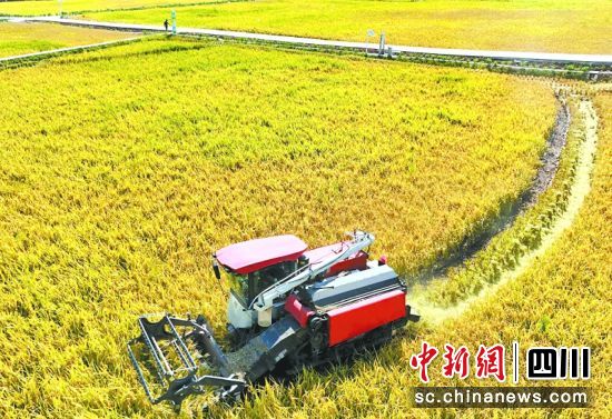 河舒鎮(zhèn)小板橋村農(nóng)機(jī)手駕駛農(nóng)機(jī)收割稻谷。周亮 攝