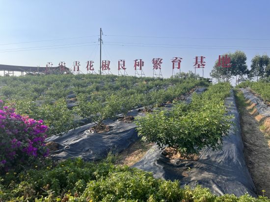廣安青花椒良種繁育基地 新華網劉睿祎 攝 廣安青花椒良種繁育基地 新華網劉睿祎 攝
