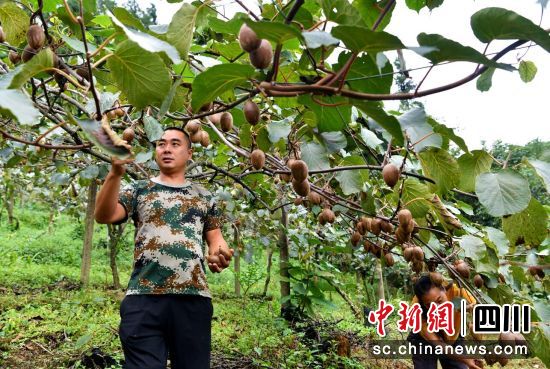杜正中在果園采摘獼猴桃。汶川縣委宣傳部供圖